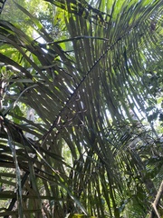 Bactris
