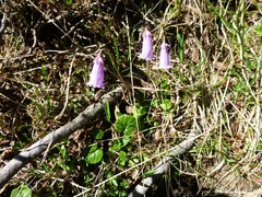 Soldanella pusilla