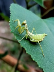 Ameles spallanzania