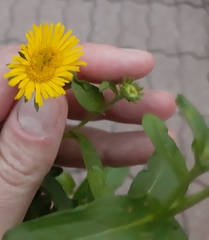 Pentanema britannica