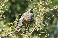 Saltator aurantiirostris