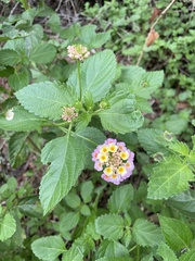 Lantana × strigocamara