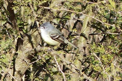Serpophaga subcristata