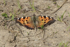 Nymphalis polychloros