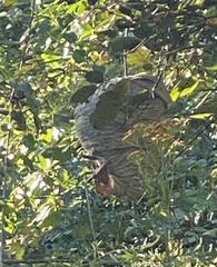 Dolichovespula maculata