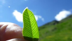 Hedysarum hedysaroides