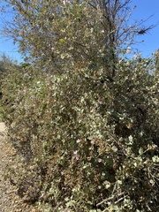 Malacothamnus fasciculatus nuttallii