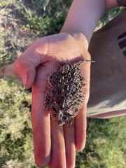 Phrynosoma cornutum
