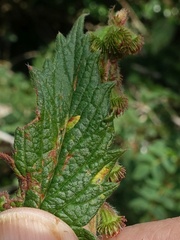 Quasipucciniastrum ochraceum