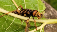 Xylotrechus chinensis