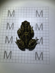 Sclerophrys pantherina
