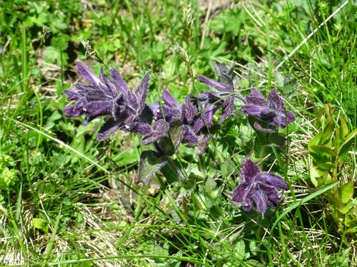 Gethyllis namaquensis (Schönland) Oberm.