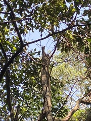 Nyctibius aethereus