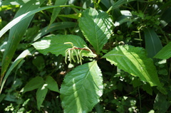 Chloranthus oldhamii