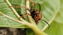 Xylotrechus chinensis