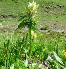 Pedicularis foliosa