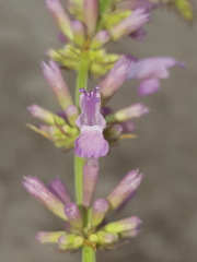 Agastache pallidiflora gilensis