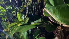 Agalychnis callidryas