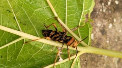 Xylotrechus chinensis