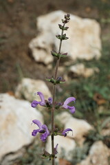 Salvia virgata