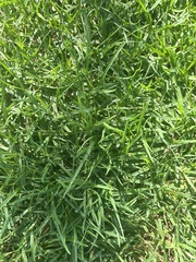 Stenotaphrum secundatum