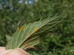 Quasipucciniastrum ochraceum