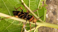 Xylotrechus chinensis