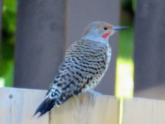 Colaptes auratus luteus × cafer