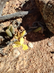 Bulbine succulenta