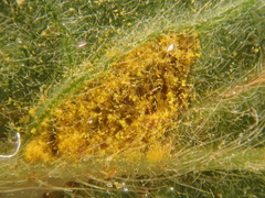 Quasipucciniastrum ochraceum