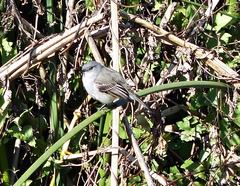 Serpophaga nigricans