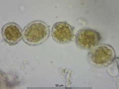 Quasipucciniastrum ochraceum