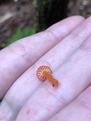 Hygrocybe miniata