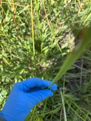 Schoenoplectus pungens