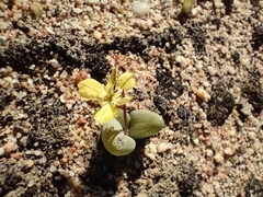 Bulbine succulenta