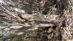 Dalbergia pseudobaronii