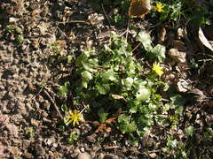 Ficaria verna