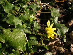 Ficaria verna