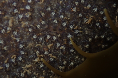 Botryllus