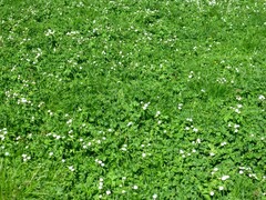 Ranunculus aconitifolius