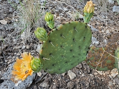 Opuntia gilvescens