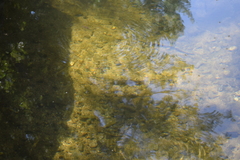 Luciobarbus sclateri