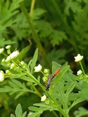 Campopleginae