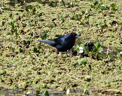 Chrysomus ruficapillus