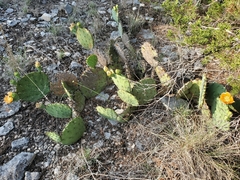 Opuntia gilvescens