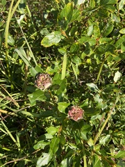 Rabdophaga rosaria