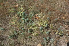 Euphorbia glareosa