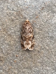 Phaecasiophora niveiguttana