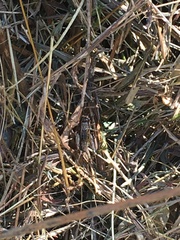 Gryllidae