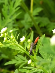 Campopleginae